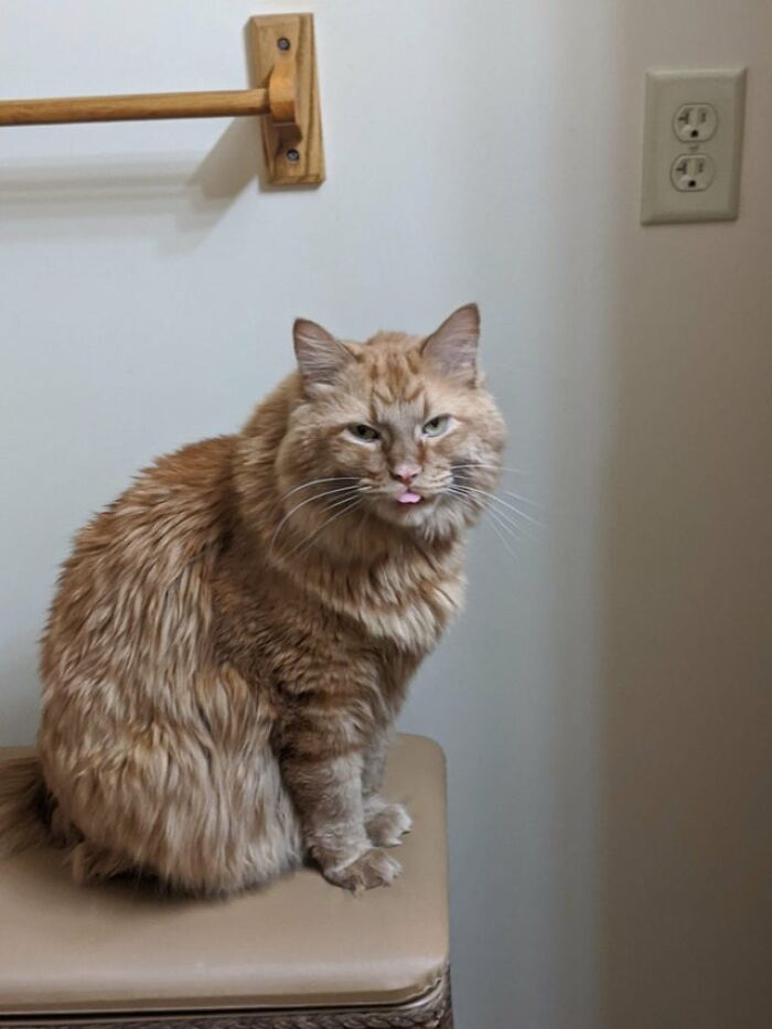 40 Cats That Forgot To Put Their Tongue Back In And Had The Derpiest Faces On Them 40 Cats That Forgot To Put Their Tongue Back In And Had The Derpiest Faces On Them