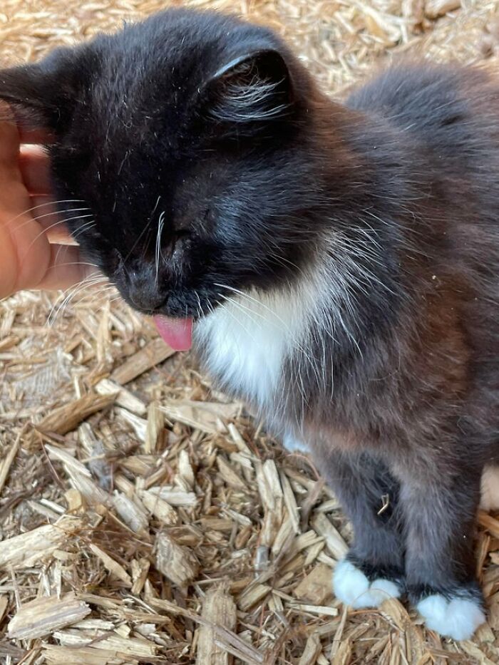 40 Cats That Forgot To Put Their Tongue Back In And Had The Derpiest Faces On Them 40 Cats That Forgot To Put Their Tongue Back In And Had The Derpiest Faces On Them