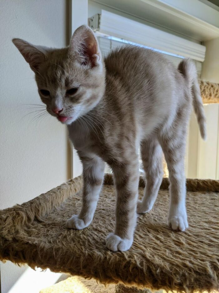 40 Cats That Forgot To Put Their Tongue Back In And Had The Derpiest Faces On Them 40 Cats That Forgot To Put Their Tongue Back In And Had The Derpiest Faces On Them