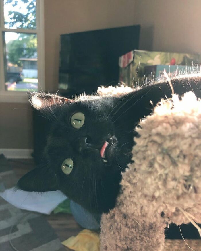 40 Cats That Forgot To Put Their Tongue Back In And Had The Derpiest Faces On Them 40 Cats That Forgot To Put Their Tongue Back In And Had The Derpiest Faces On Them