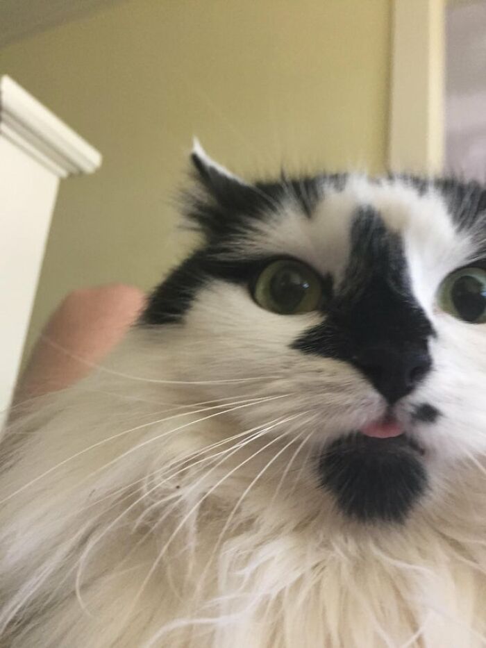 40 Cats That Forgot To Put Their Tongue Back In And Had The Derpiest Faces On Them 40 Cats That Forgot To Put Their Tongue Back In And Had The Derpiest Faces On Them