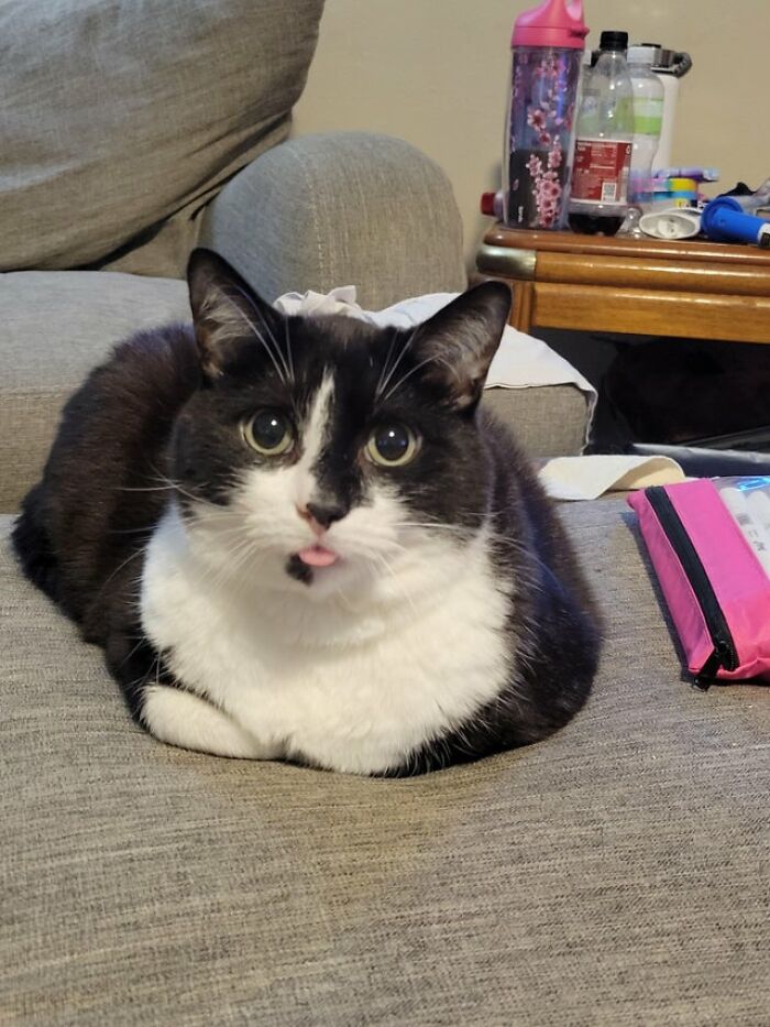 40 Cats That Forgot To Put Their Tongue Back In And Had The Derpiest Faces On Them 40 Cats That Forgot To Put Their Tongue Back In And Had The Derpiest Faces On Them