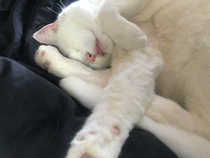 40 Cats That Forgot To Put Their Tongue Back In And Had The Derpiest Faces On Them 40 Cats That Forgot To Put Their Tongue Back In And Had The Derpiest Faces On Them