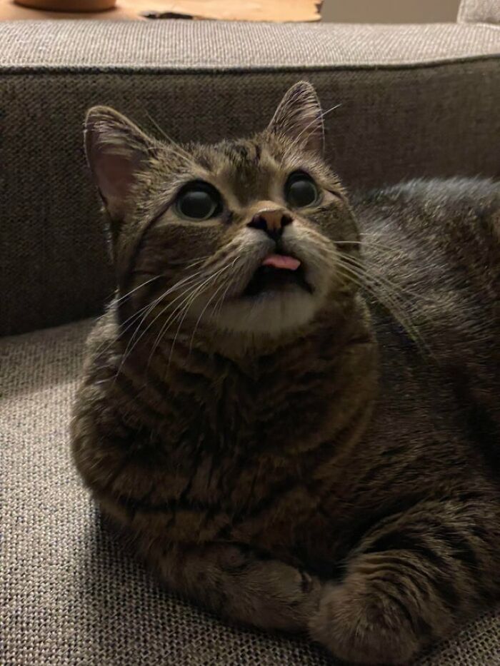 40 Cats That Forgot To Put Their Tongue Back In And Had The Derpiest Faces On Them 40 Cats That Forgot To Put Their Tongue Back In And Had The Derpiest Faces On Them