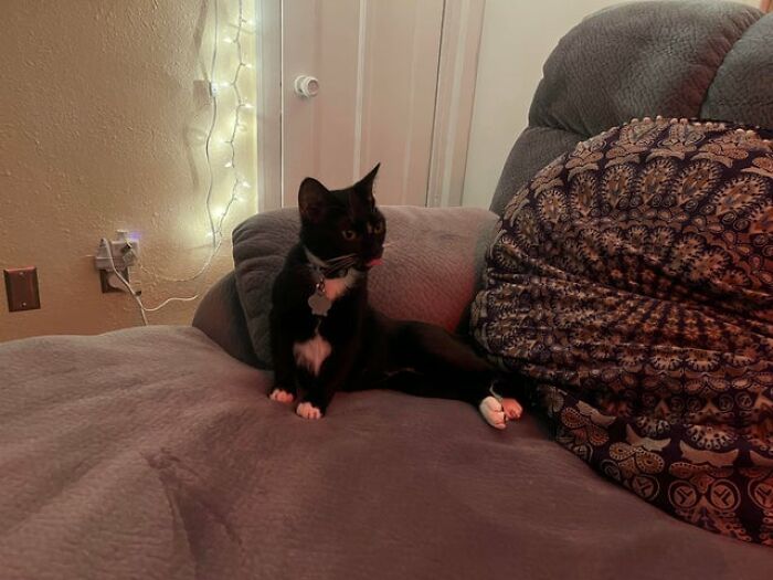 40 Cats That Forgot To Put Their Tongue Back In And Had The Derpiest Faces On Them 40 Cats That Forgot To Put Their Tongue Back In And Had The Derpiest Faces On Them