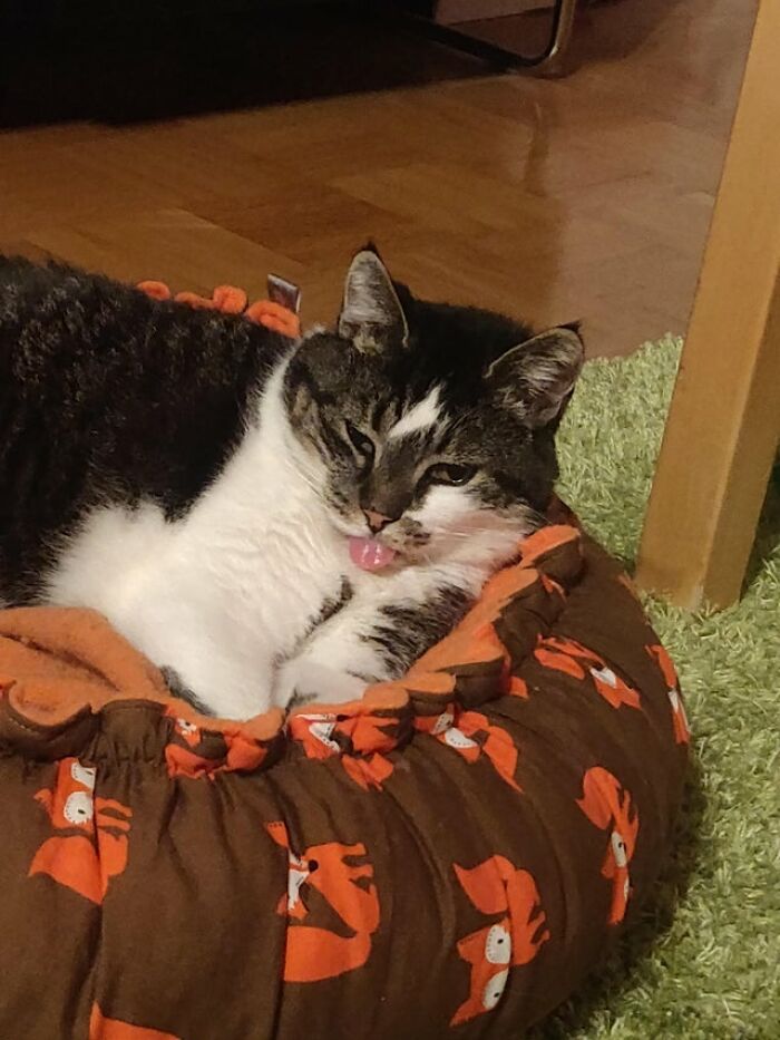 40 Cats That Forgot To Put Their Tongue Back In And Had The Derpiest Faces On Them 40 Cats That Forgot To Put Their Tongue Back In And Had The Derpiest Faces On Them