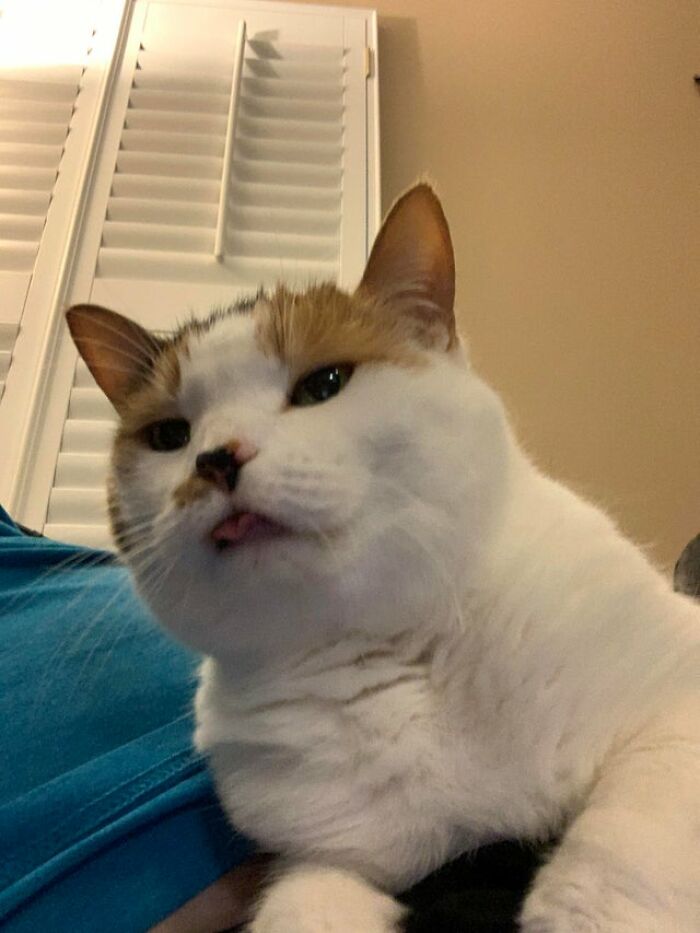 40 Cats That Forgot To Put Their Tongue Back In And Had The Derpiest Faces On Them 40 Cats That Forgot To Put Their Tongue Back In And Had The Derpiest Faces On Them