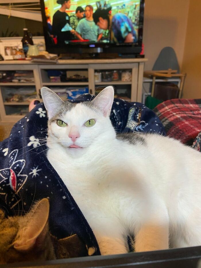 40 Cats That Forgot To Put Their Tongue Back In And Had The Derpiest Faces On Them 40 Cats That Forgot To Put Their Tongue Back In And Had The Derpiest Faces On Them