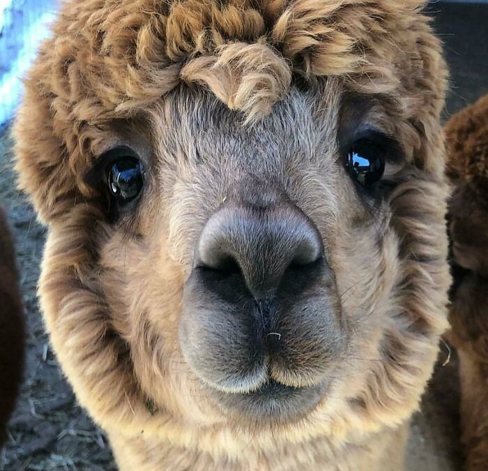 30 Times People Captured Alpacas Being Adorable 30 Times People Captured Alpacas Being Adorable