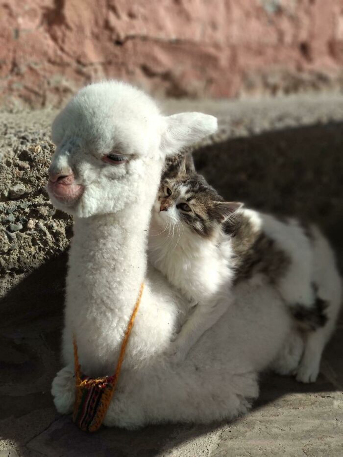 30 Times People Captured Alpacas Being Adorable 30 Times People Captured Alpacas Being Adorable