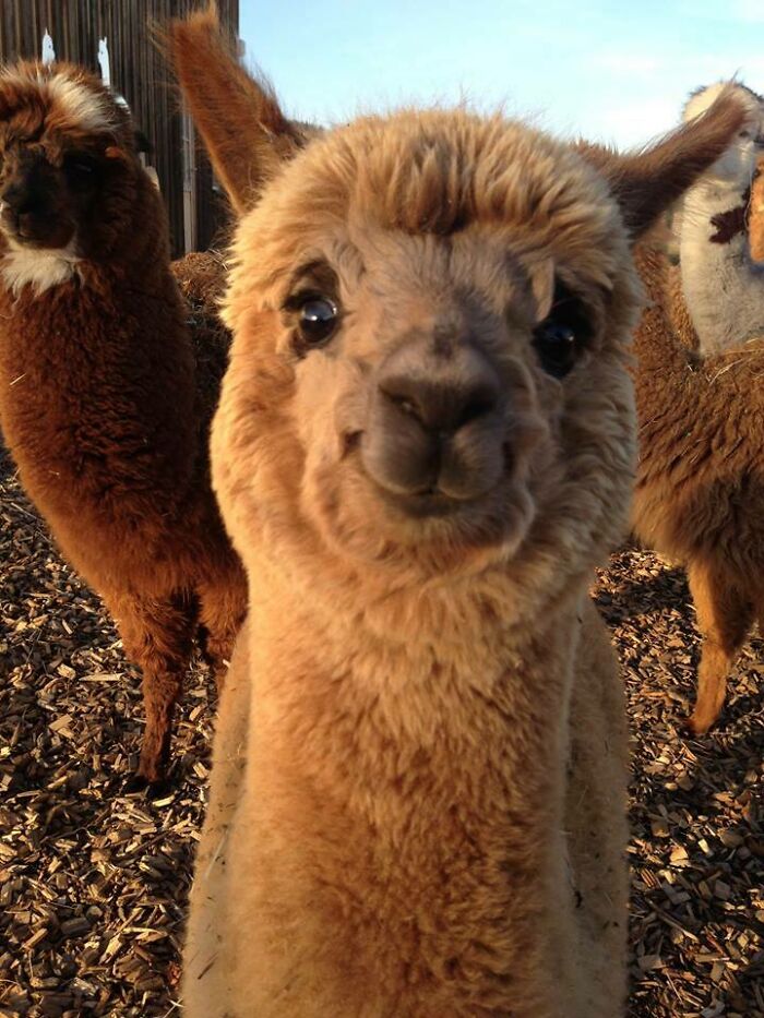 30 Times People Captured Alpacas Being Adorable 30 Times People Captured Alpacas Being Adorable