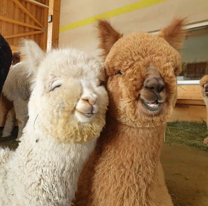 30 Times People Captured Alpacas Being Adorable 30 Times People Captured Alpacas Being Adorable
