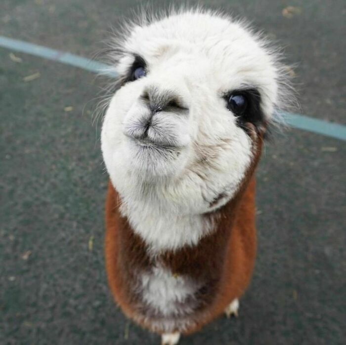 30 Times People Captured Alpacas Being Adorable 30 Times People Captured Alpacas Being Adorable