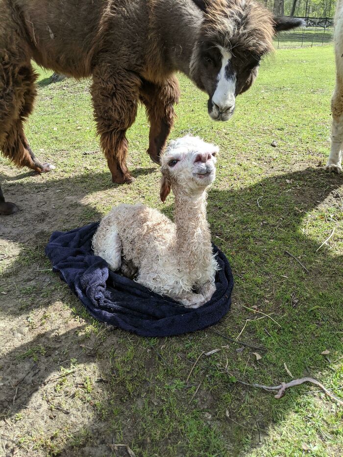 30 Times People Captured Alpacas Being Adorable 30 Times People Captured Alpacas Being Adorable