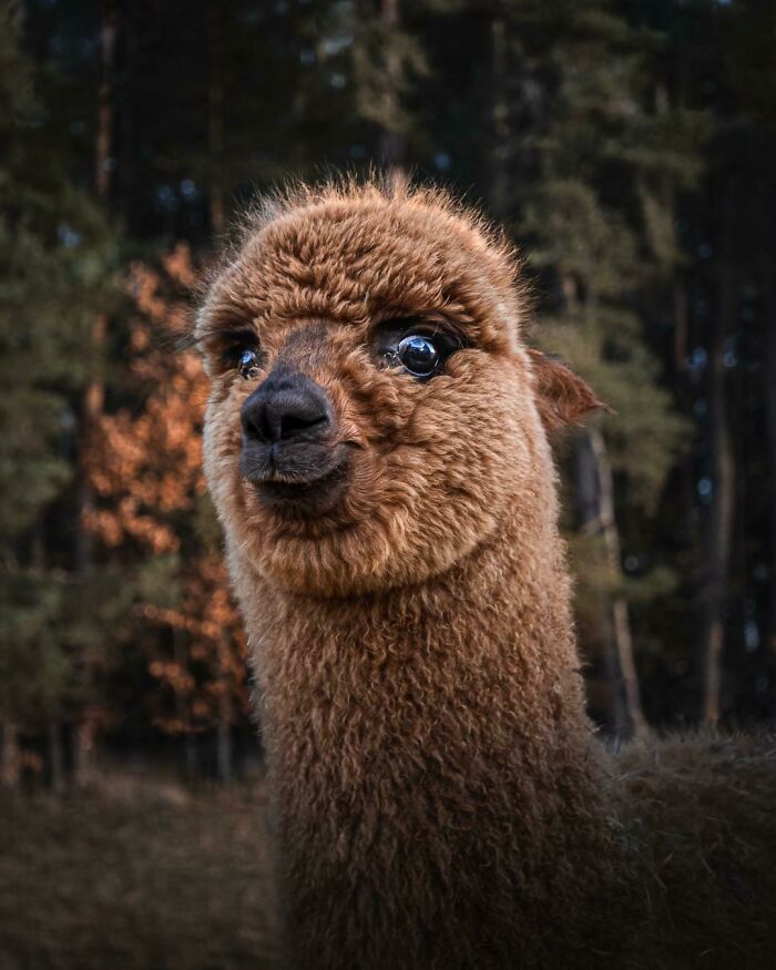 30 Times People Captured Alpacas Being Adorable 30 Times People Captured Alpacas Being Adorable
