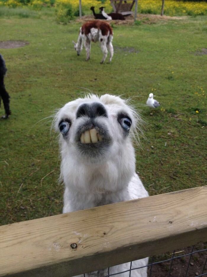 30 Times People Captured Alpacas Being Adorable 30 Times People Captured Alpacas Being Adorable