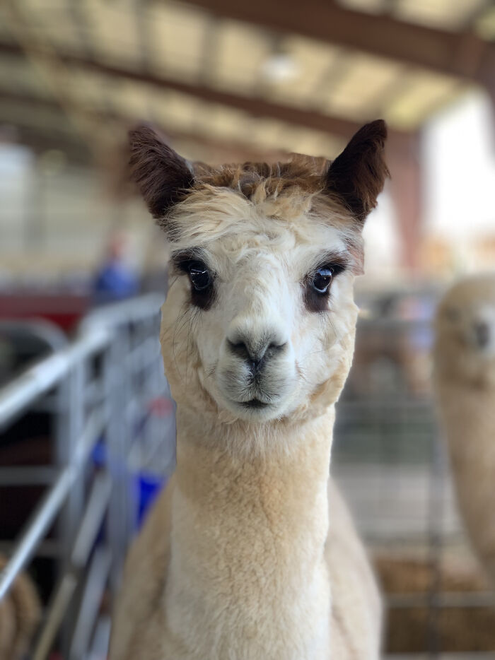 30 Times People Captured Alpacas Being Adorable 30 Times People Captured Alpacas Being Adorable