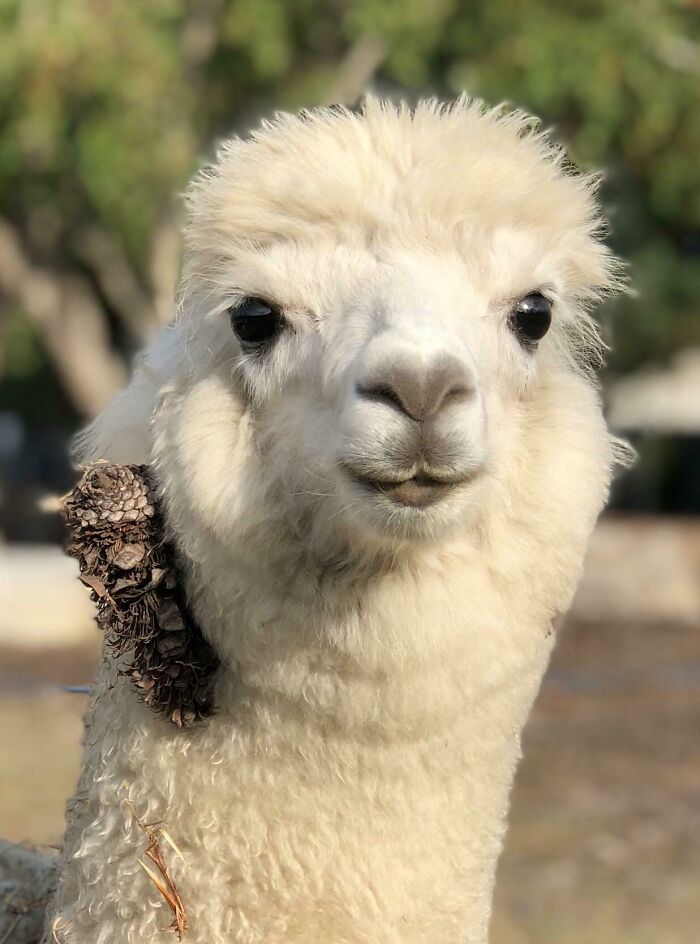 30 Times People Captured Alpacas Being Adorable 30 Times People Captured Alpacas Being Adorable
