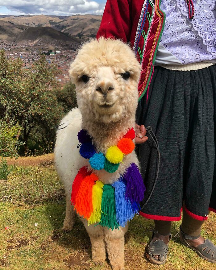 30 Times People Captured Alpacas Being Adorable 30 Times People Captured Alpacas Being Adorable
