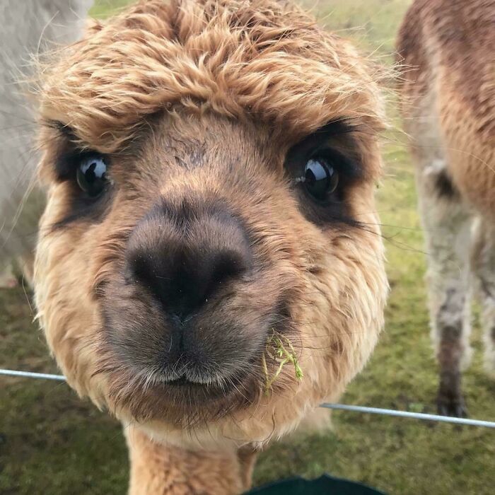 30 Times People Captured Alpacas Being Adorable 30 Times People Captured Alpacas Being Adorable