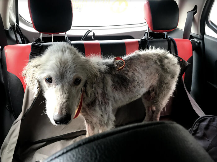 We Saved This Dog From Bad Conditions And Apparently, He’s A Golden Retriever We Saved This Dog From Bad Conditions And Apparently, He’s A Golden Retriever