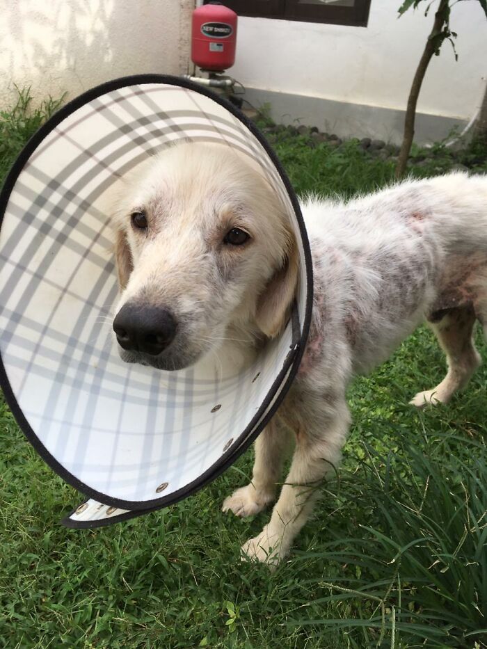 We Saved This Dog From Bad Conditions And Apparently, He’s A Golden Retriever We Saved This Dog From Bad Conditions And Apparently, He’s A Golden Retriever