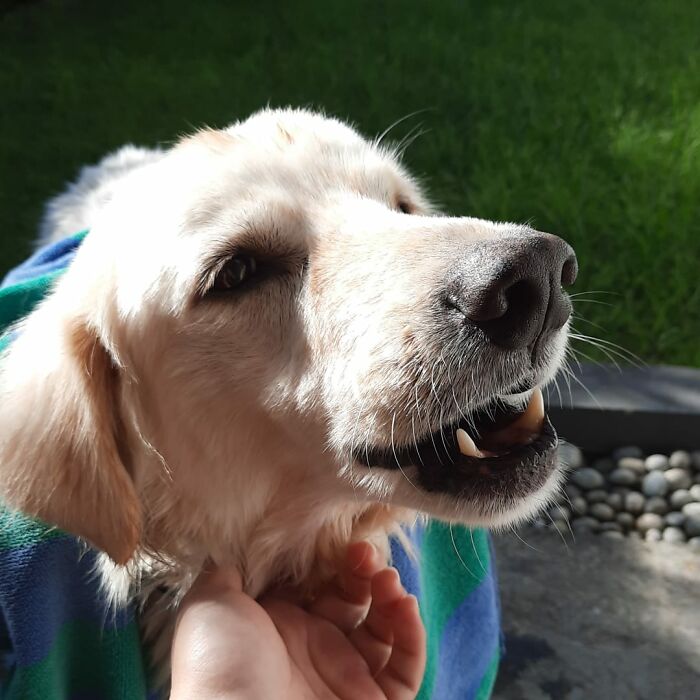 We Saved This Dog From Bad Conditions And Apparently, He’s A Golden Retriever We Saved This Dog From Bad Conditions And Apparently, He’s A Golden Retriever