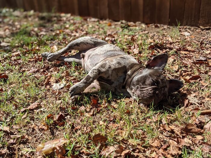 Hey Pandas, Post Your Pet In Autumn Leaves (Closed) Hey Pandas, Post Your Pet In Autumn Leaves (Closed)