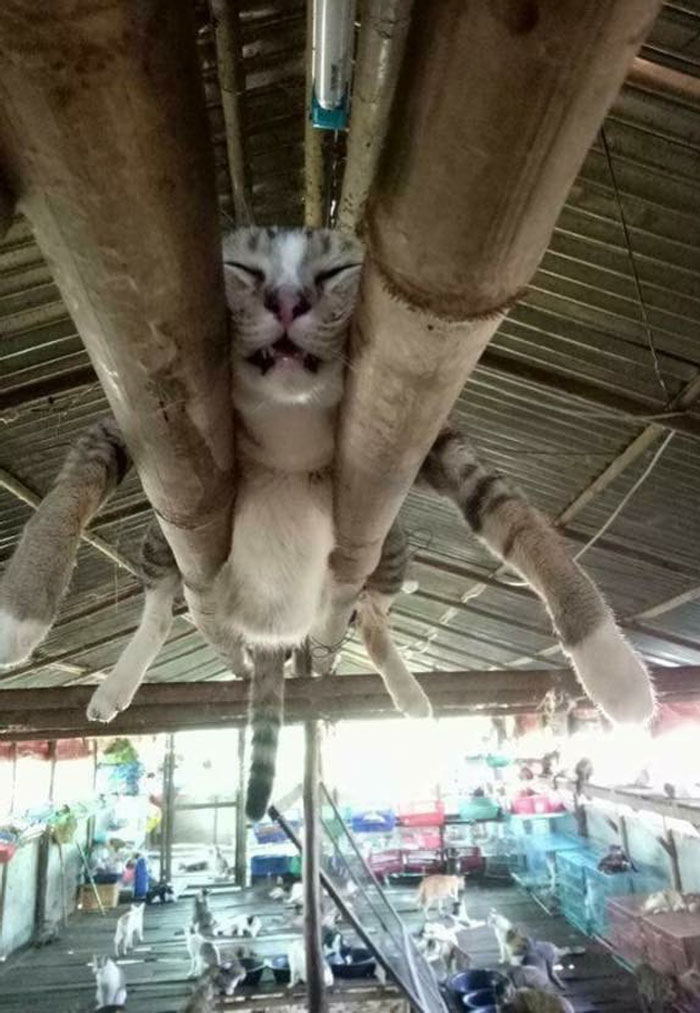50 Of The Funniest Pics Of Cats Watching People From The Ceiling 50 Of The Funniest Pics Of Cats Watching People From The Ceiling