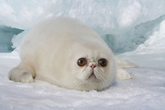 Designers Combined Animals Together And Some Of Them Are So Bad They’re Funny (30 Pic)