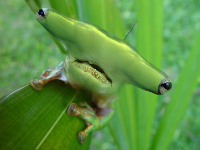 Designers Combined Animals Together And Some Of Them Are So Bad They’re Funny (30 Pic)