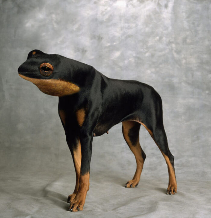 Designers Combined Animals Together And Some Of Them Are So Bad They’re Funny (30 Pic)