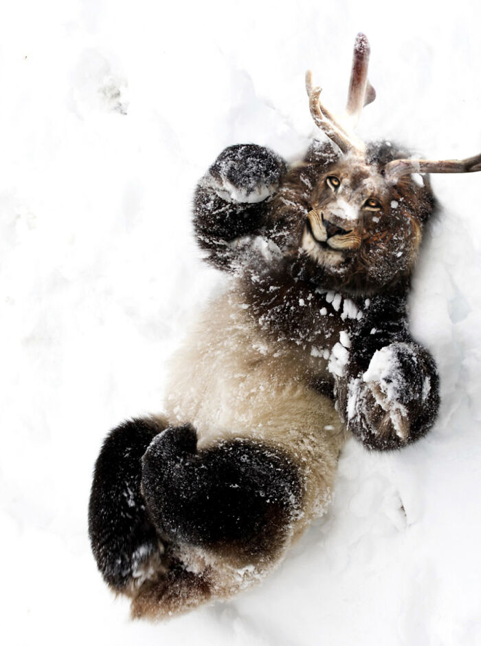 Designers Combined Animals Together And Some Of Them Are So Bad They’re Funny (30 Pic)