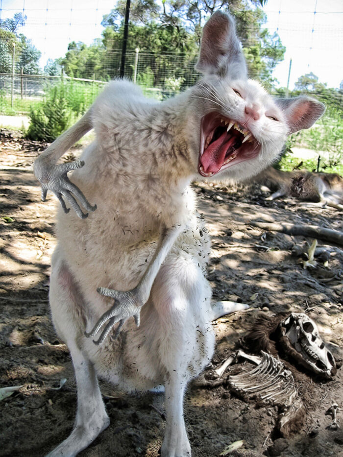 Designers Combined Animals Together And Some Of Them Are So Bad They’re Funny (30 Pic)