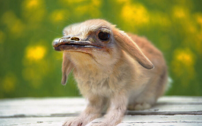 Designers Combined Animals Together And Some Of Them Are So Bad They’re Funny (30 Pic)