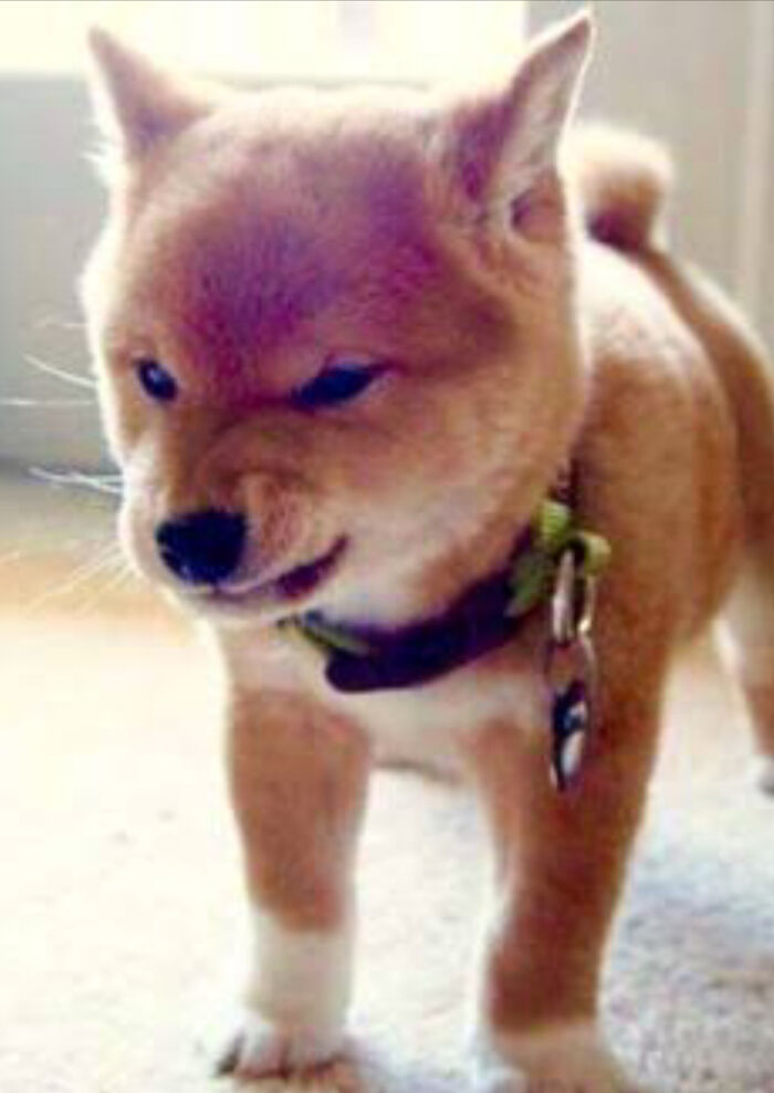 Hey Pandas, Post The Angriest Picture Of A Pet (Closed)