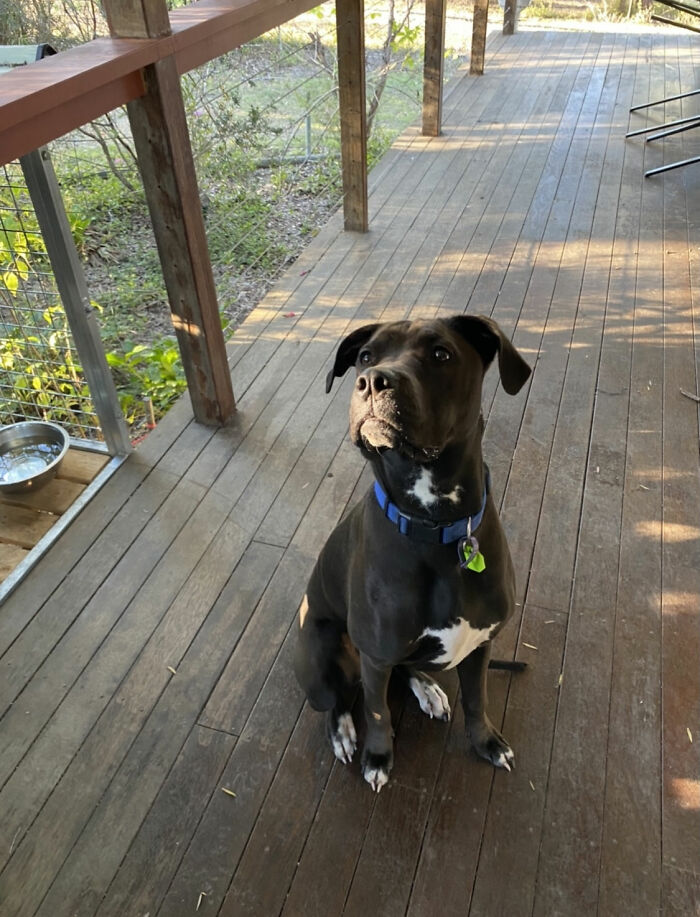 Hey Pandas, Post The Angriest Picture Of A Pet (Closed)