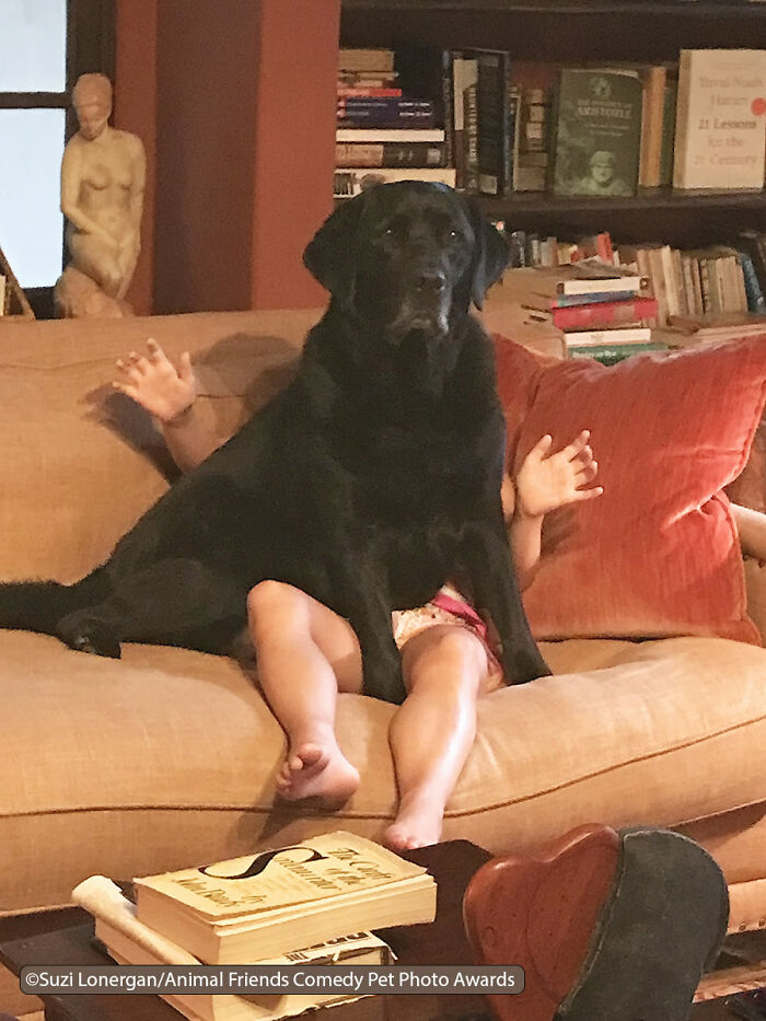 If You’re Having A Bad Day, These Finalists From Comedy Pet Photography Awards 2021 Are Bound To Make It Better (35 Pics) If You’re Having A Bad Day, These Finalists From Comedy Pet Photography Awards 2021 Are Bound To Make It Better (35 Pics)