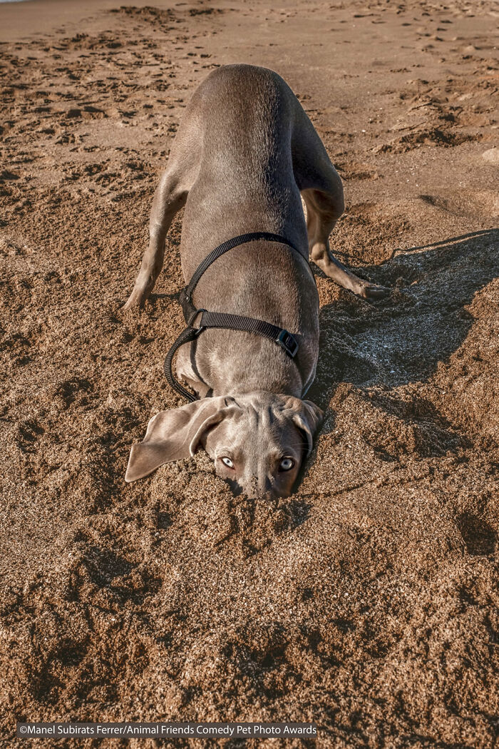 If You’re Having A Bad Day, These Finalists From Comedy Pet Photography Awards 2021 Are Bound To Make It Better (35 Pics) If You’re Having A Bad Day, These Finalists From Comedy Pet Photography Awards 2021 Are Bound To Make It Better (35 Pics)