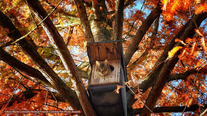 If You’re Having A Bad Day, These Finalists From Comedy Pet Photography Awards 2021 Are Bound To Make It Better (35 Pics) If You’re Having A Bad Day, These Finalists From Comedy Pet Photography Awards 2021 Are Bound To Make It Better (35 Pics)