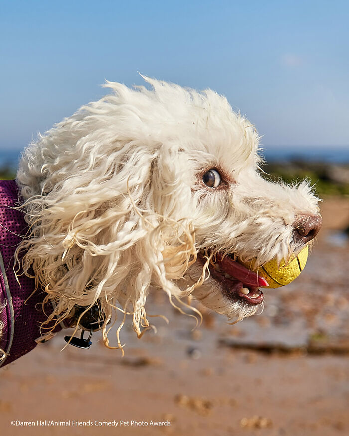 If You’re Having A Bad Day, These Finalists From Comedy Pet Photography Awards 2021 Are Bound To Make It Better (35 Pics) If You’re Having A Bad Day, These Finalists From Comedy Pet Photography Awards 2021 Are Bound To Make It Better (35 Pics)