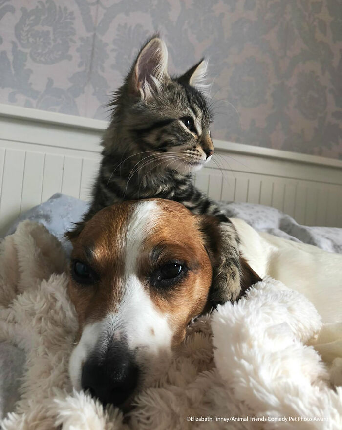 If You’re Having A Bad Day, These Finalists From Comedy Pet Photography Awards 2021 Are Bound To Make It Better (35 Pics) If You’re Having A Bad Day, These Finalists From Comedy Pet Photography Awards 2021 Are Bound To Make It Better (35 Pics)