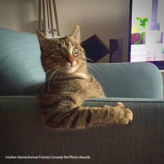 If You’re Having A Bad Day, These Finalists From Comedy Pet Photography Awards 2021 Are Bound To Make It Better (35 Pics) If You’re Having A Bad Day, These Finalists From Comedy Pet Photography Awards 2021 Are Bound To Make It Better (35 Pics)