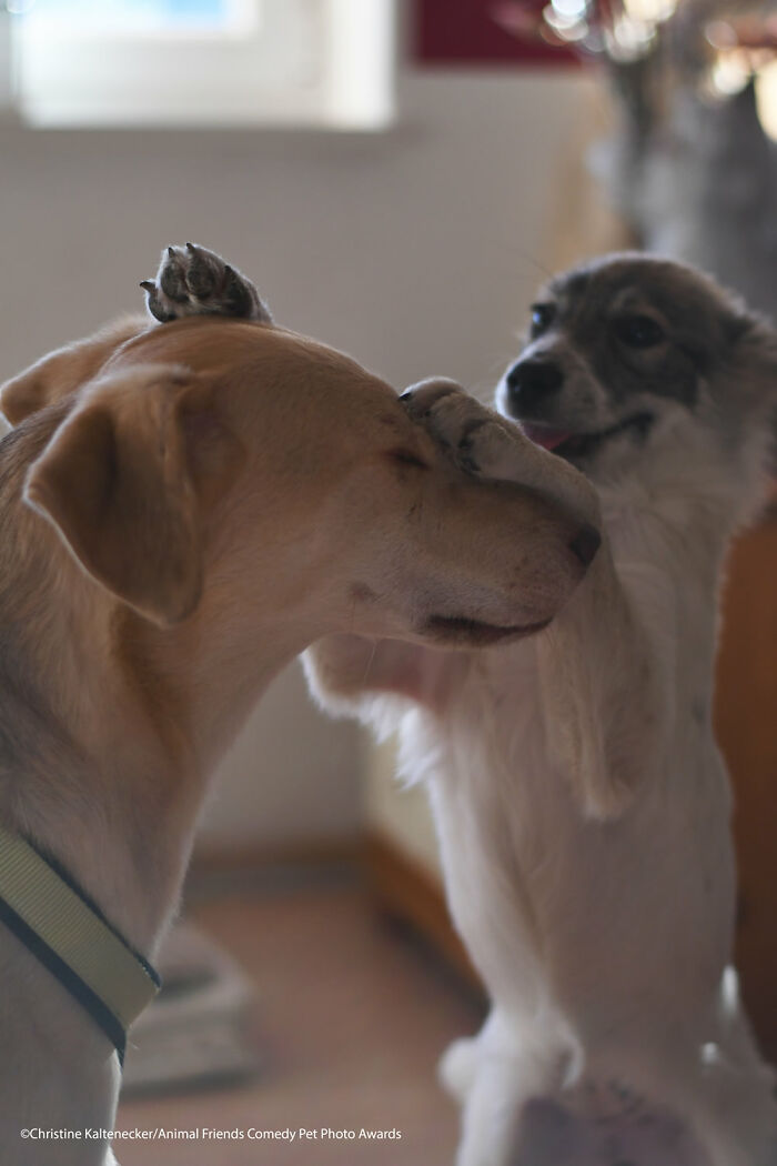 If You’re Having A Bad Day, These Finalists From Comedy Pet Photography Awards 2021 Are Bound To Make It Better (35 Pics) If You’re Having A Bad Day, These Finalists From Comedy Pet Photography Awards 2021 Are Bound To Make It Better (35 Pics)