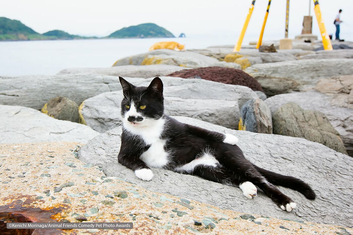 If You’re Having A Bad Day, These Finalists From Comedy Pet Photography Awards 2021 Are Bound To Make It Better (35 Pics) If You’re Having A Bad Day, These Finalists From Comedy Pet Photography Awards 2021 Are Bound To Make It Better (35 Pics)