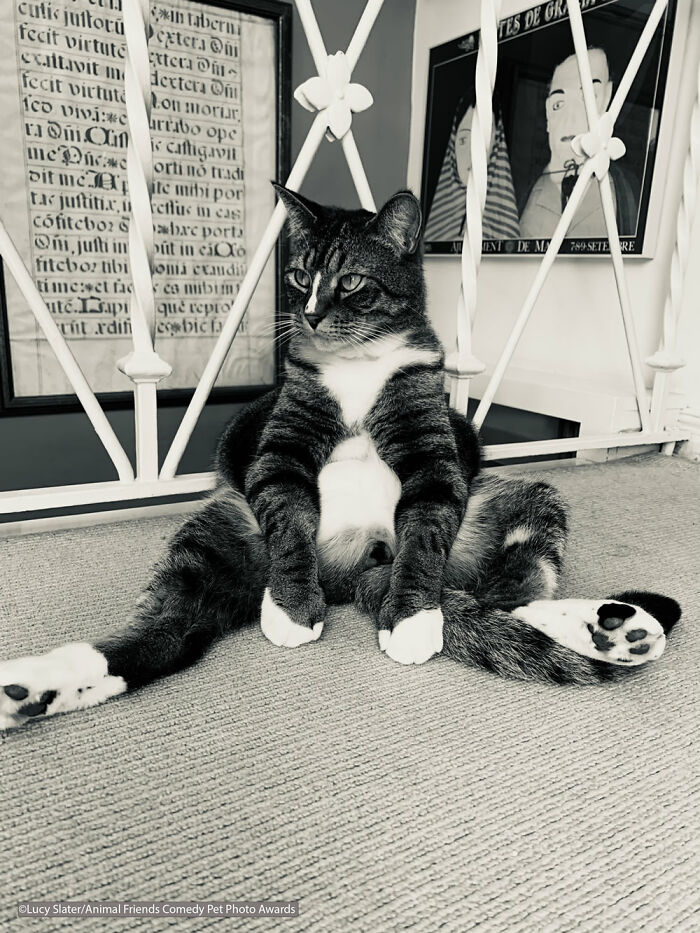 If You’re Having A Bad Day, These Finalists From Comedy Pet Photography Awards 2021 Are Bound To Make It Better (35 Pics) If You’re Having A Bad Day, These Finalists From Comedy Pet Photography Awards 2021 Are Bound To Make It Better (35 Pics)