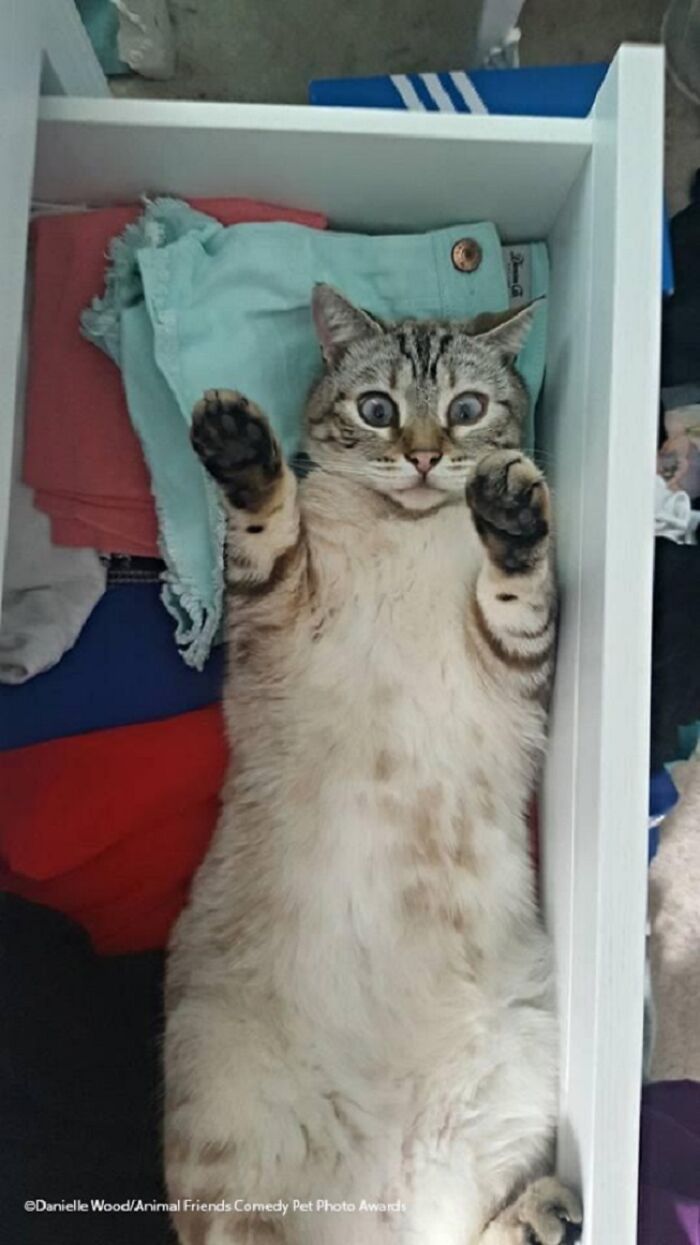 If You’re Having A Bad Day, These Finalists From Comedy Pet Photography Awards 2021 Are Bound To Make It Better (35 Pics) If You’re Having A Bad Day, These Finalists From Comedy Pet Photography Awards 2021 Are Bound To Make It Better (35 Pics)