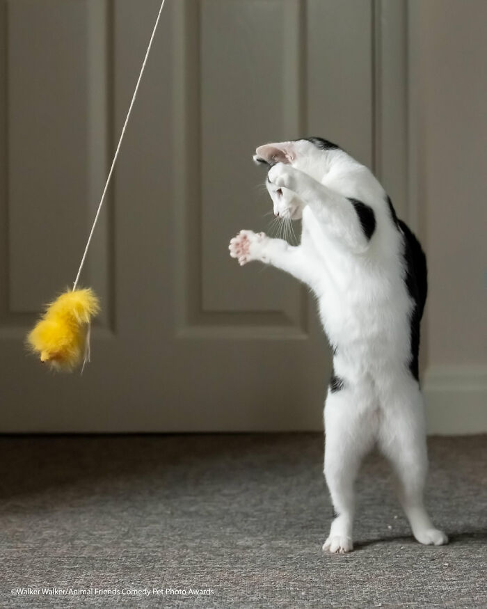 If You’re Having A Bad Day, These Finalists From Comedy Pet Photography Awards 2021 Are Bound To Make It Better (35 Pics) If You’re Having A Bad Day, These Finalists From Comedy Pet Photography Awards 2021 Are Bound To Make It Better (35 Pics)