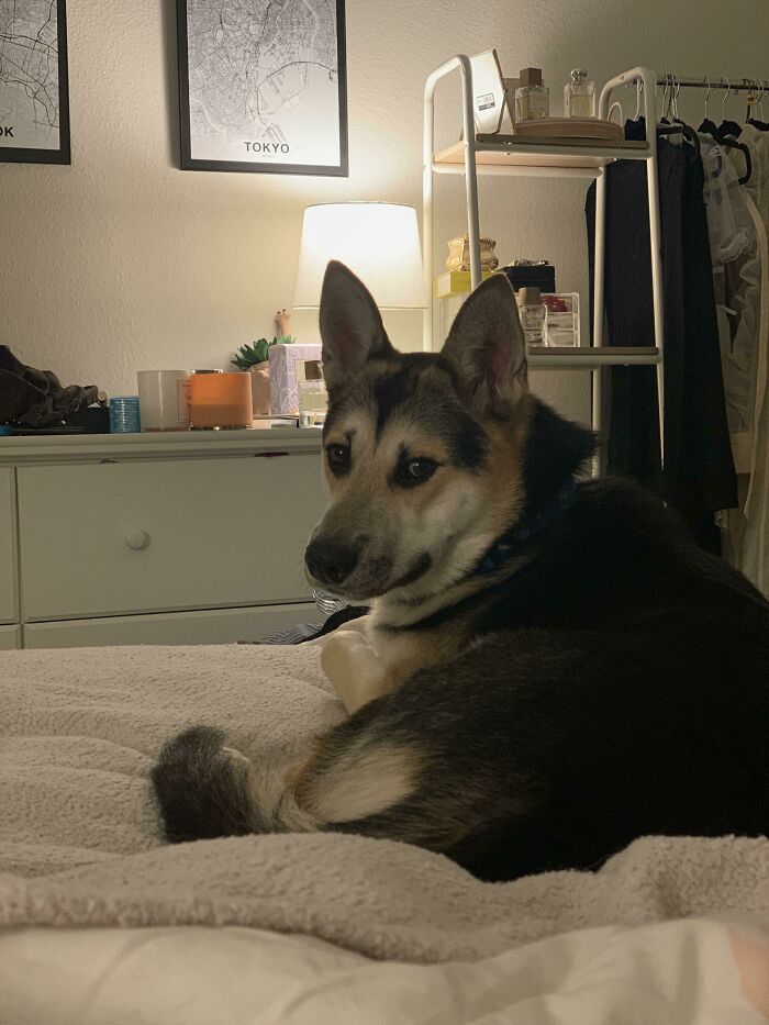 50 Wholesome Rescue Pet Pics To Heal Your Soul (September Edition) 50 Wholesome Rescue Pet Pics To Heal Your Soul (September Edition)