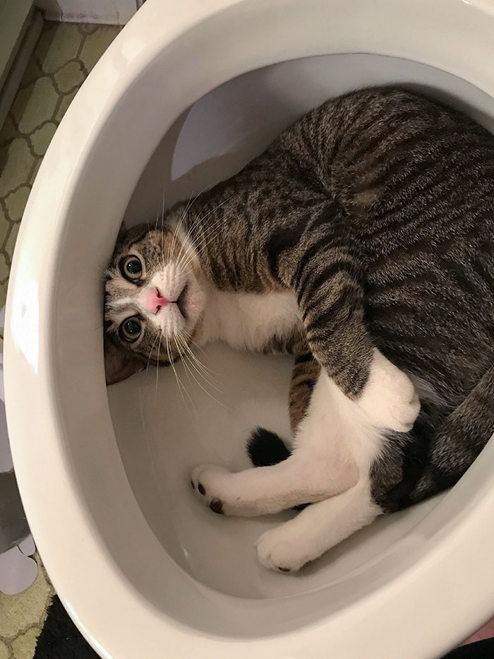 Cat Owners Share The Weirdest Places Their Cats End Up In (50 Pics)